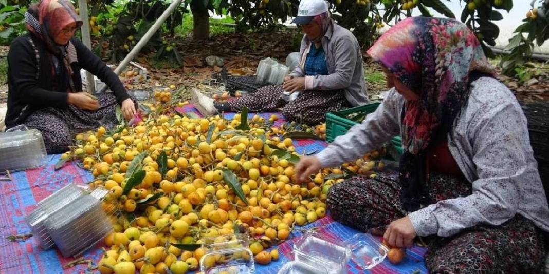 Günlük 2 ton toplanıyor, adına ‘Sarı altın’ deniliyor! Ülkeler almak için sırada: 90 TL’den havada kapılıyor 6